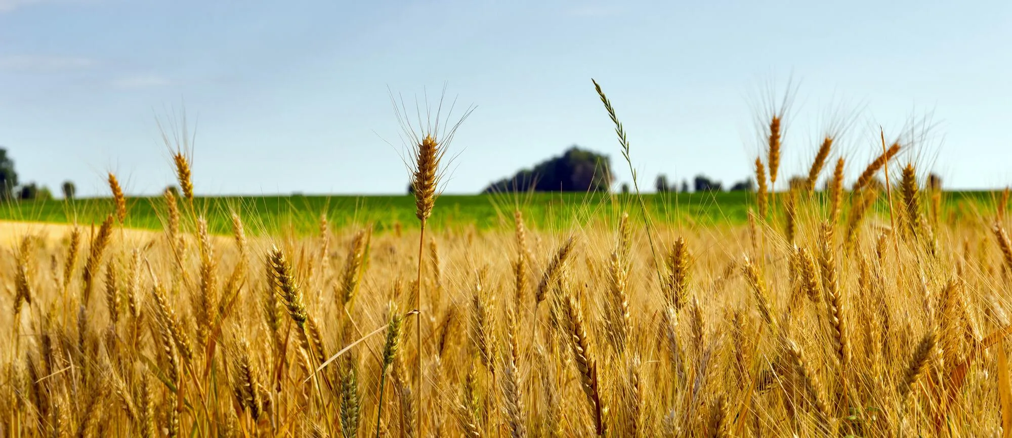 grain farm